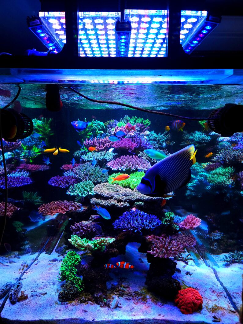 Incroyable aquarium récifal 1000L dominé par SPS éclairé Atlantik OR3