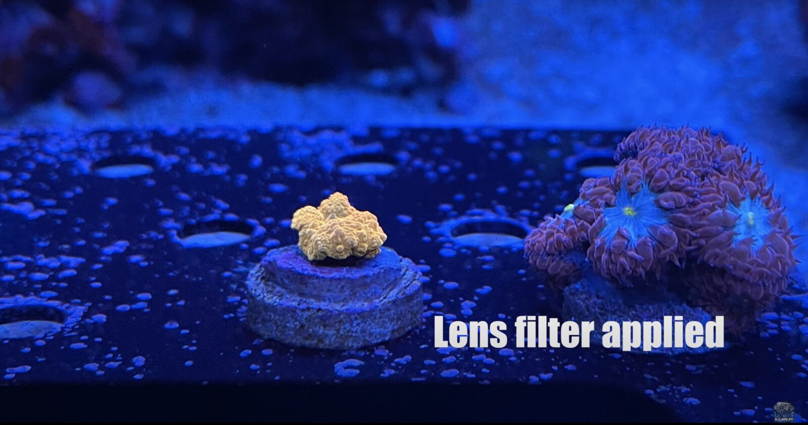 Erittäin leveä 52 mm älypuhelimen korallilinssisarja