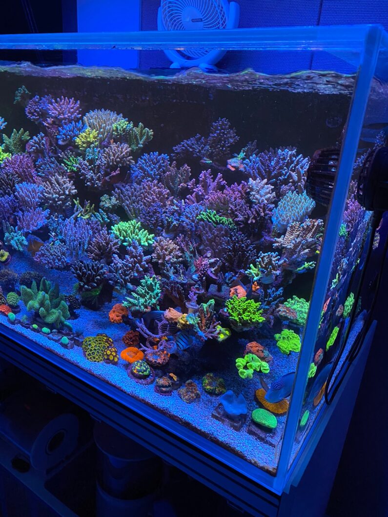 Surverse avec grille ronde - Aquariums et installations - Cap Récifal