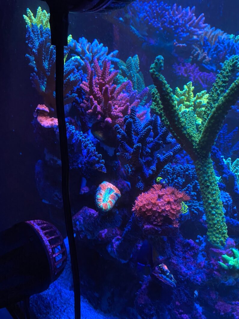 arrecife acuario coral salud luz LED