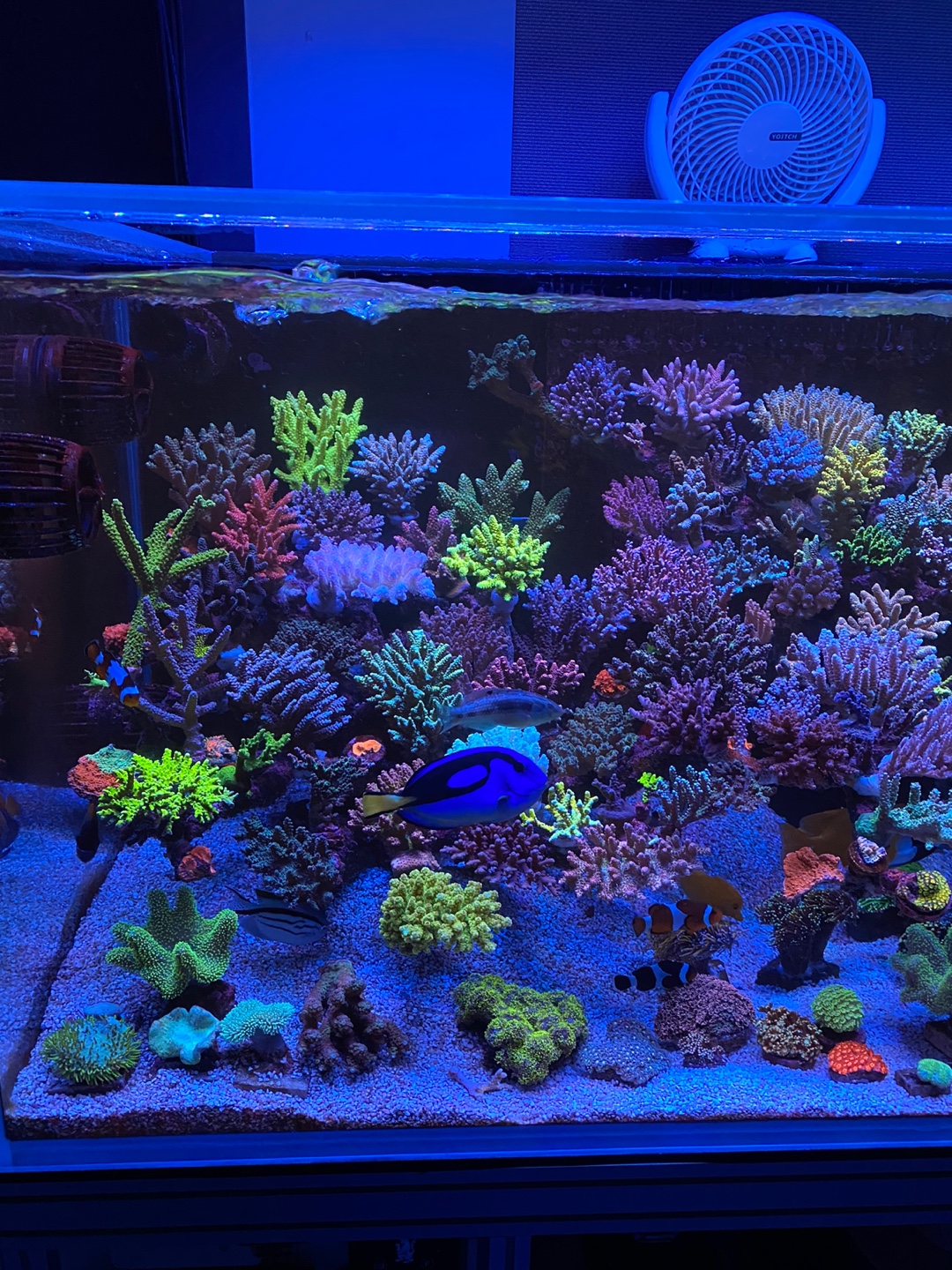 лучший риф-аквариум со светодиодной подсветкой-20222