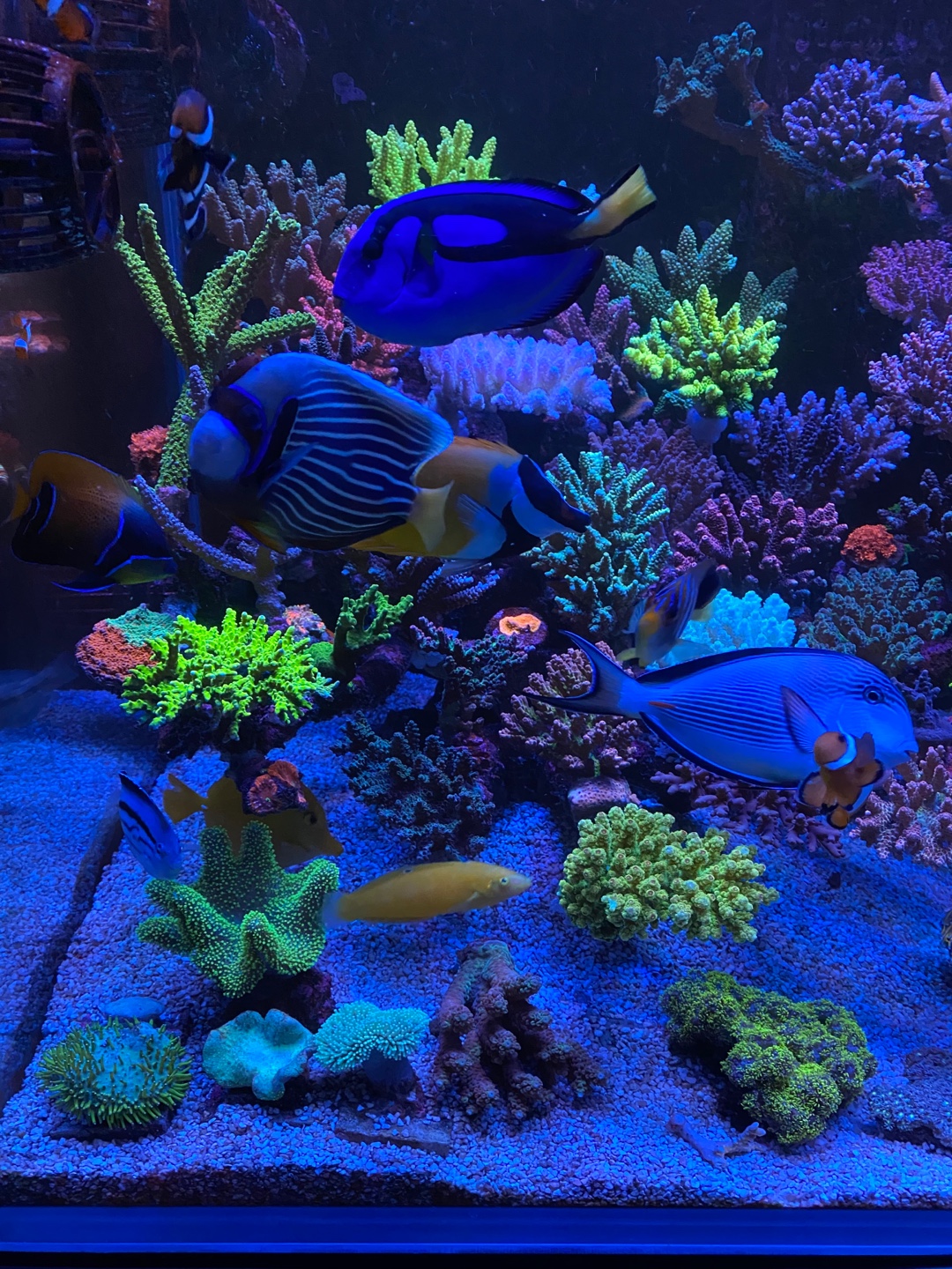 ที่ดีที่สุด-แนวปะการังพิพิธภัณฑ์สัตว์น้ำ-led-light-20223