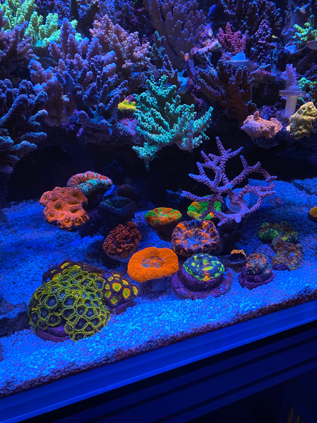 ที่ดีที่สุด-แนวปะการังพิพิธภัณฑ์สัตว์น้ำ-led-light-20224