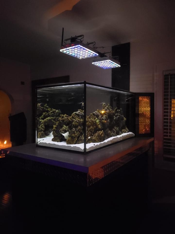 dois orphek atlantik ícone aquário compacto recife iluminação led luar