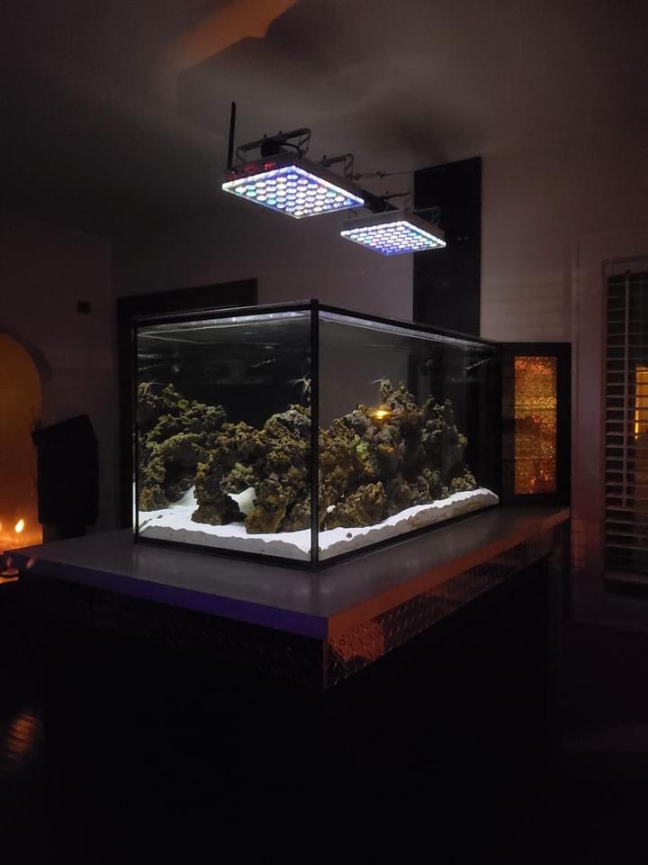 to orphek atlantik ikon kompakt rev akvarium led belysning måneskin