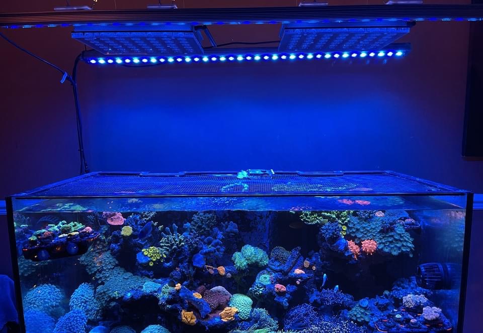 10 reasons why Atlantik iCon is the best reef aquarium LED light of 2022