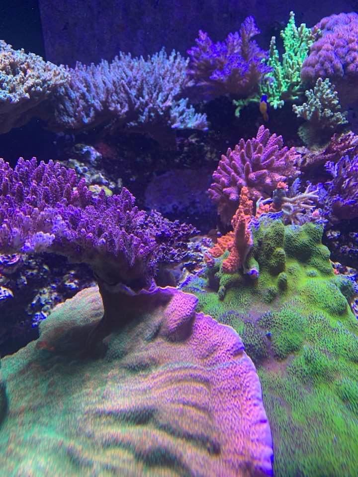 recife-aquário-corais-sps-orphek-atlantik-iCon