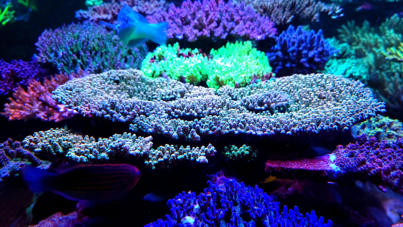 Increíble iluminación led para acuario de arrecife de colonia sps