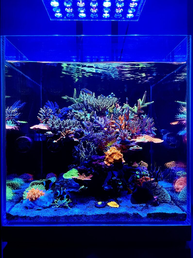 Amazing cube reef tank lighted by Atlantik Compact •Orphek