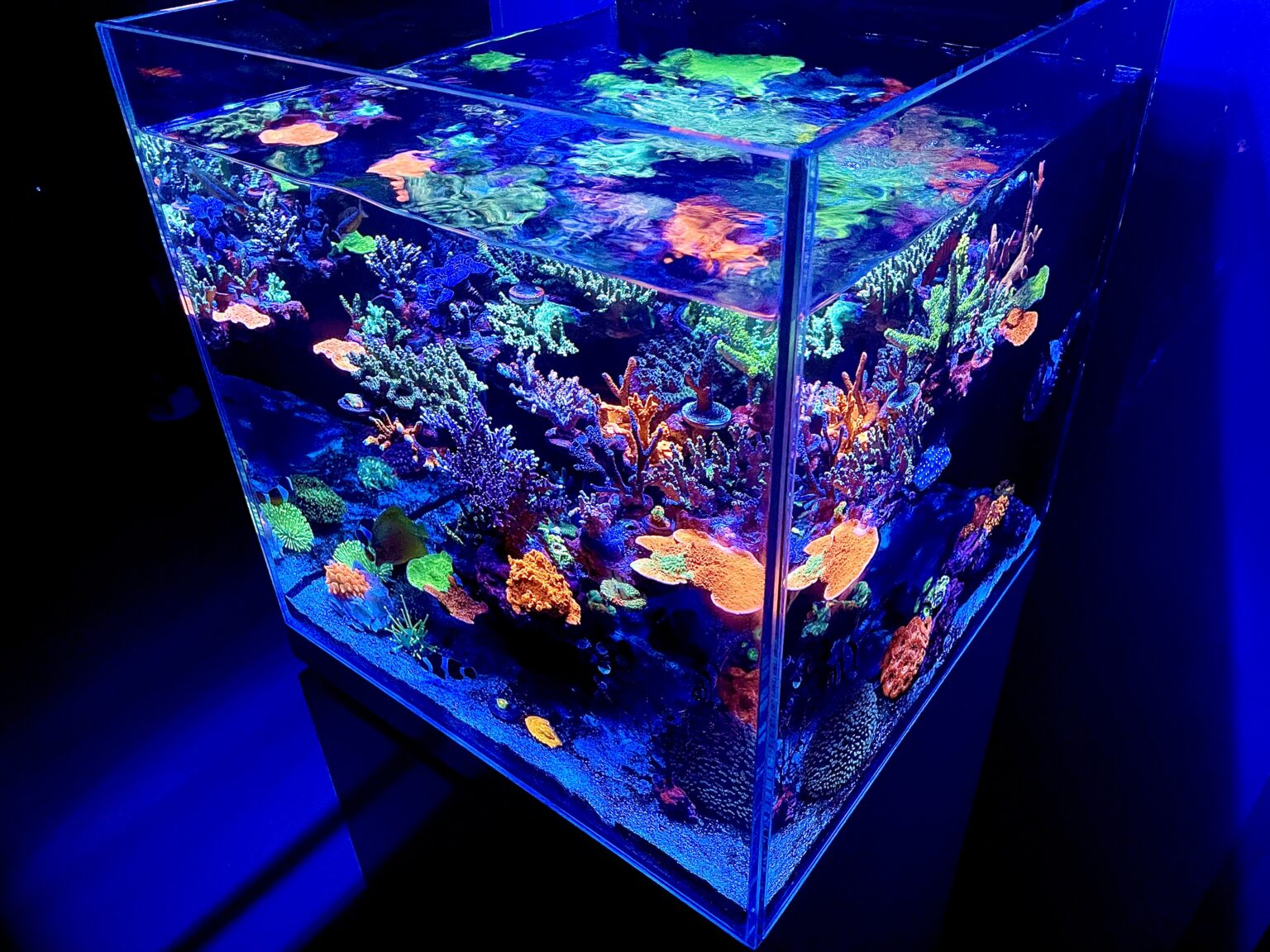 Amazing cube reef tank lighted by Atlantik Compact •Orphek