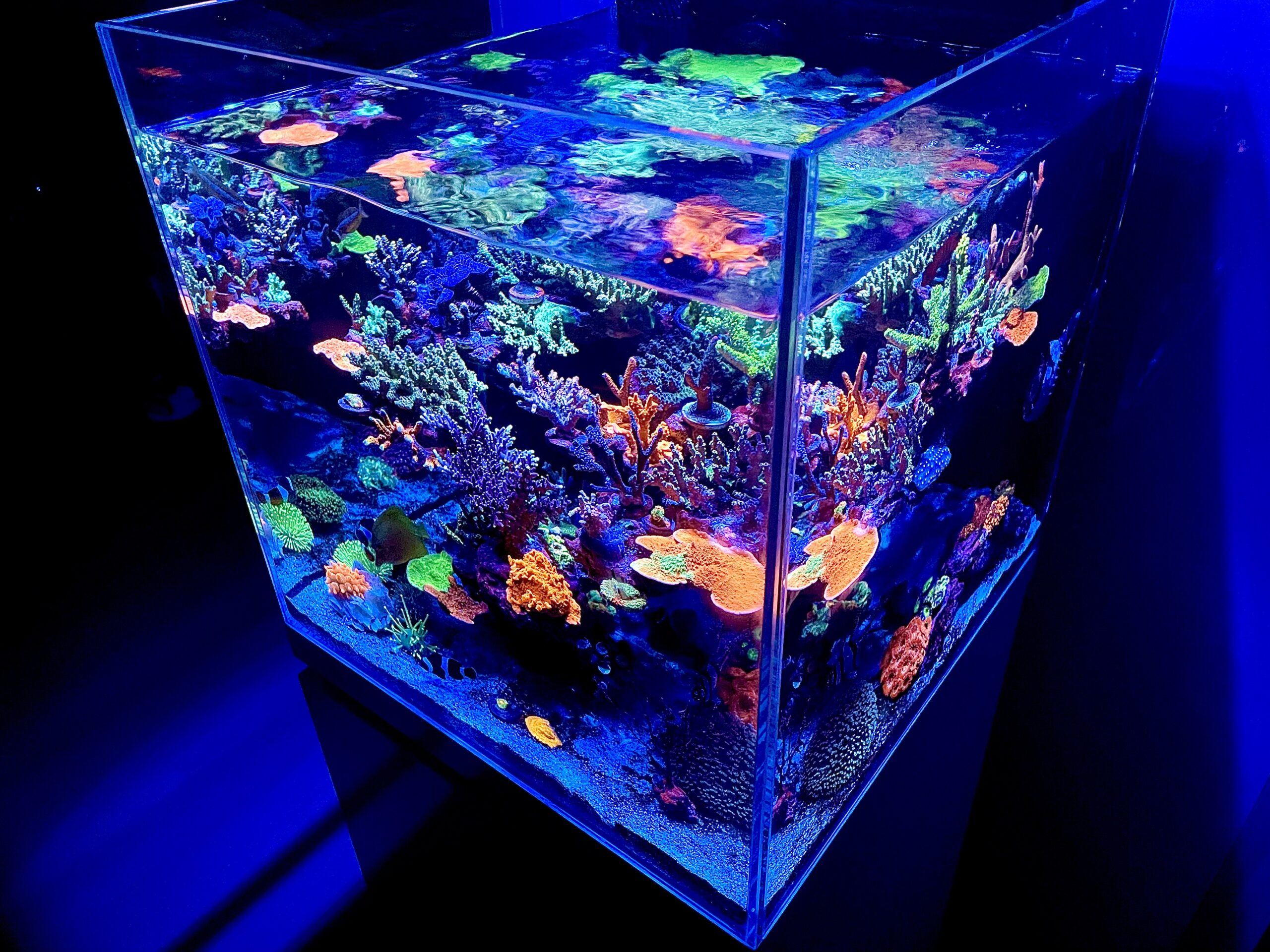 Niesamowita-koreańska-zdominowana-SPS-Reef-Cube
