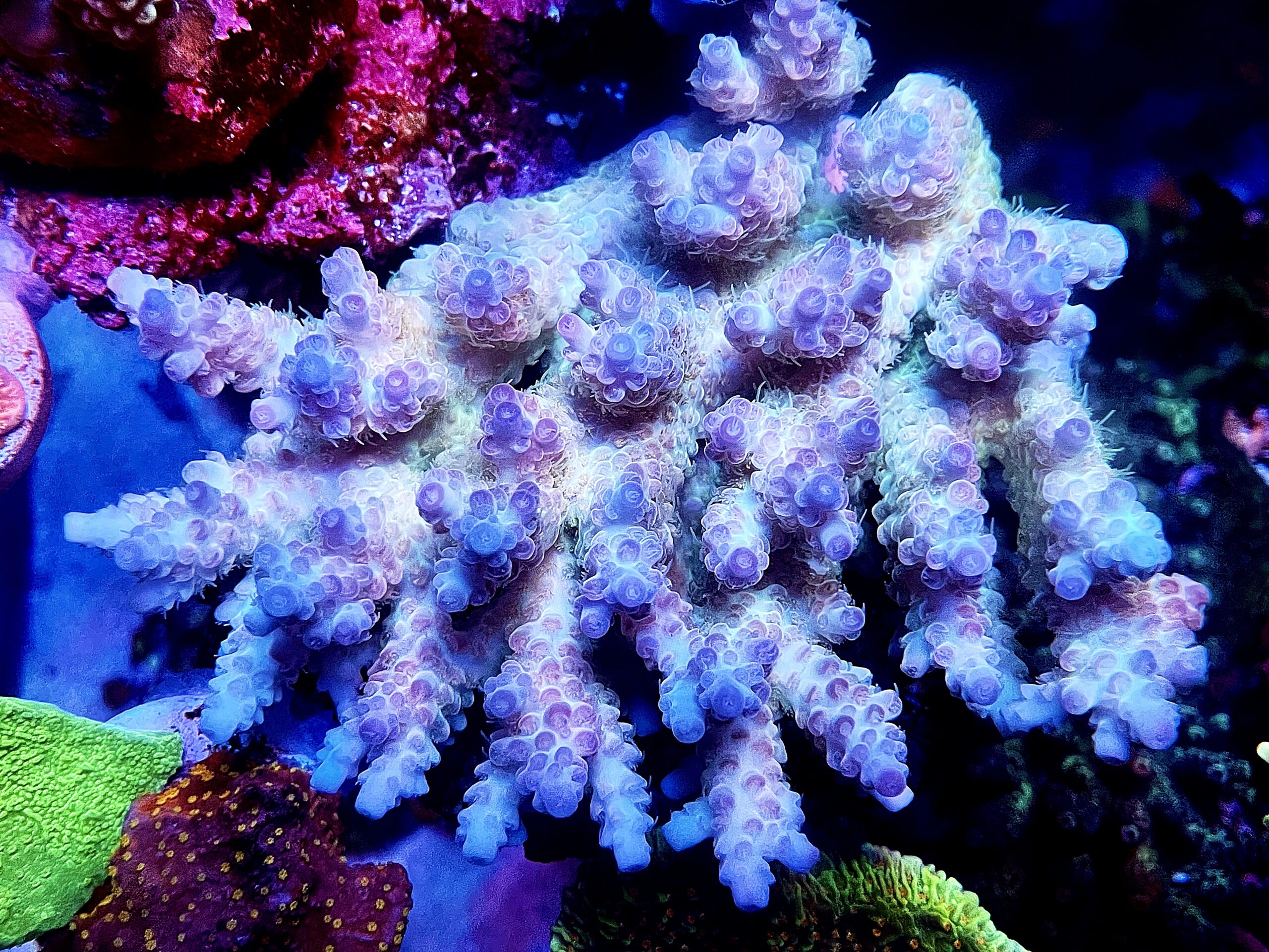azul-sps-coral