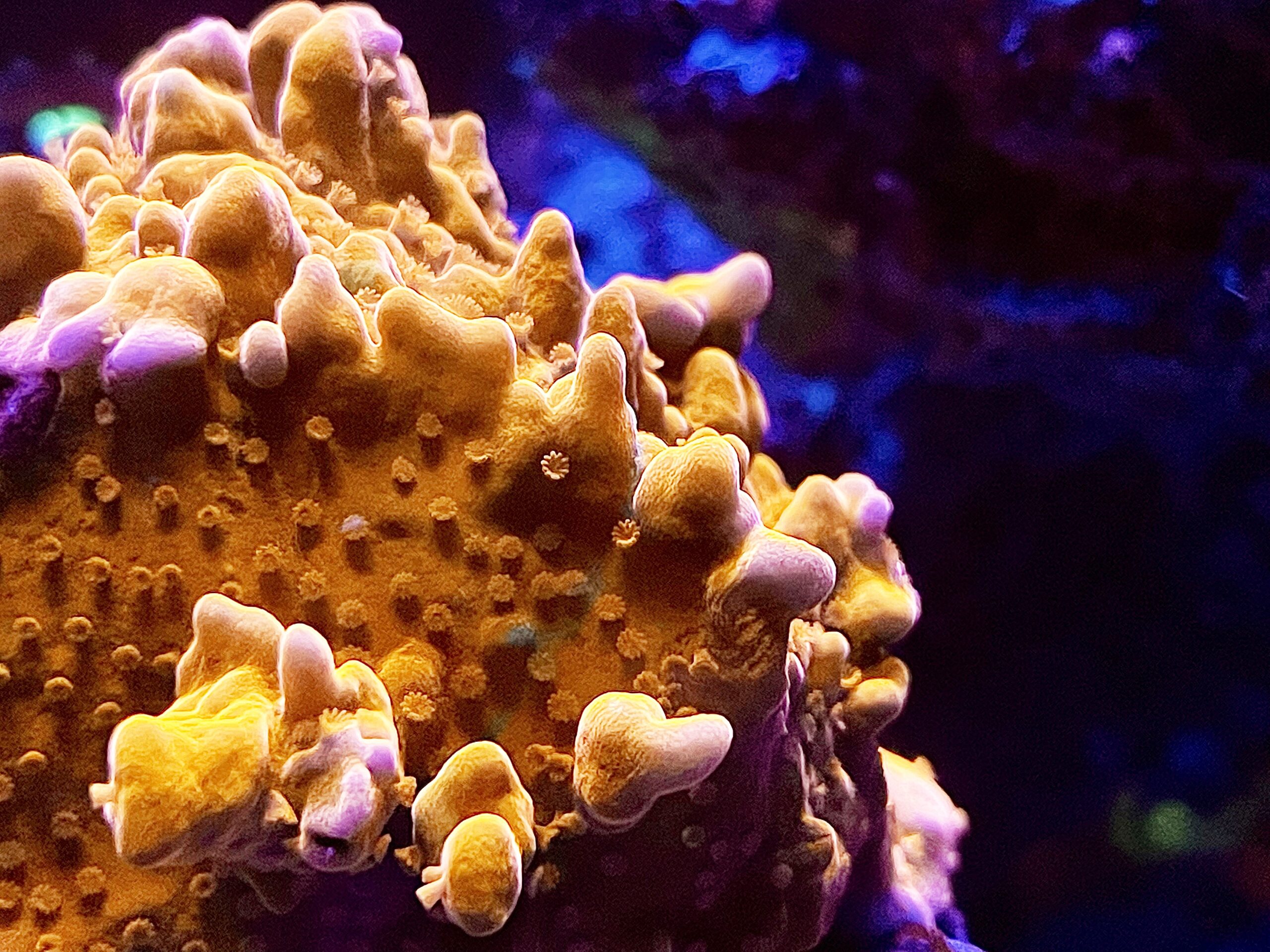 クローズアップ-カラフル-サンゴ礁-aquariumjpg