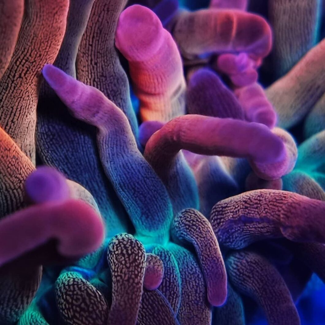 fantastiske billeder af koraller med korallinsesæt