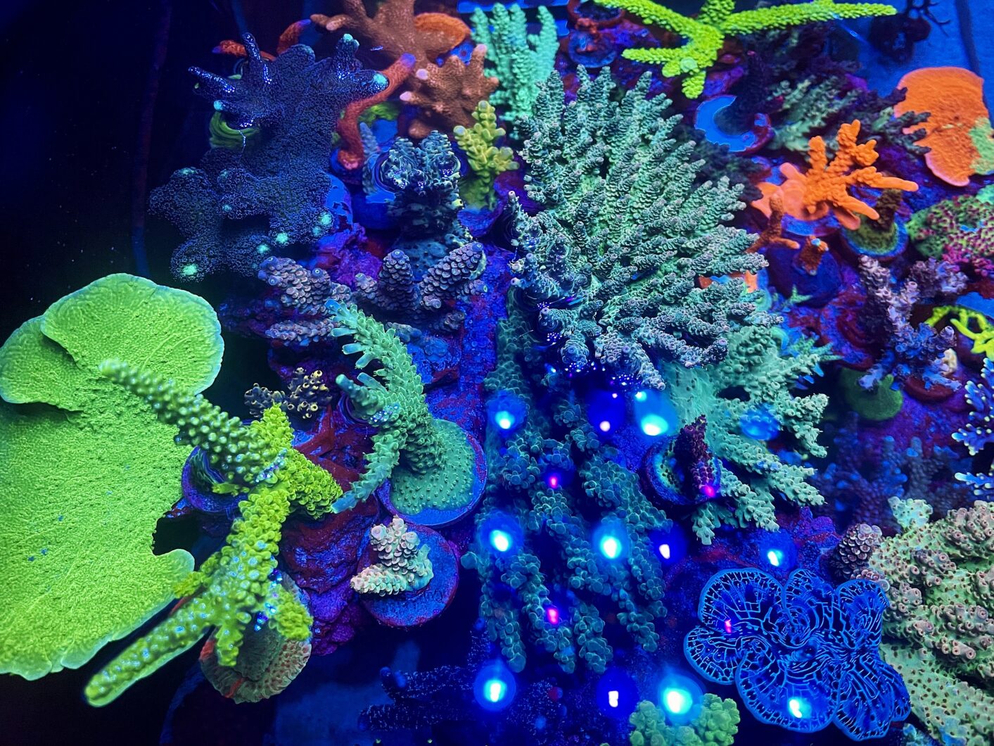 La crescita-e-il-colore-del-corallo più sorprendente