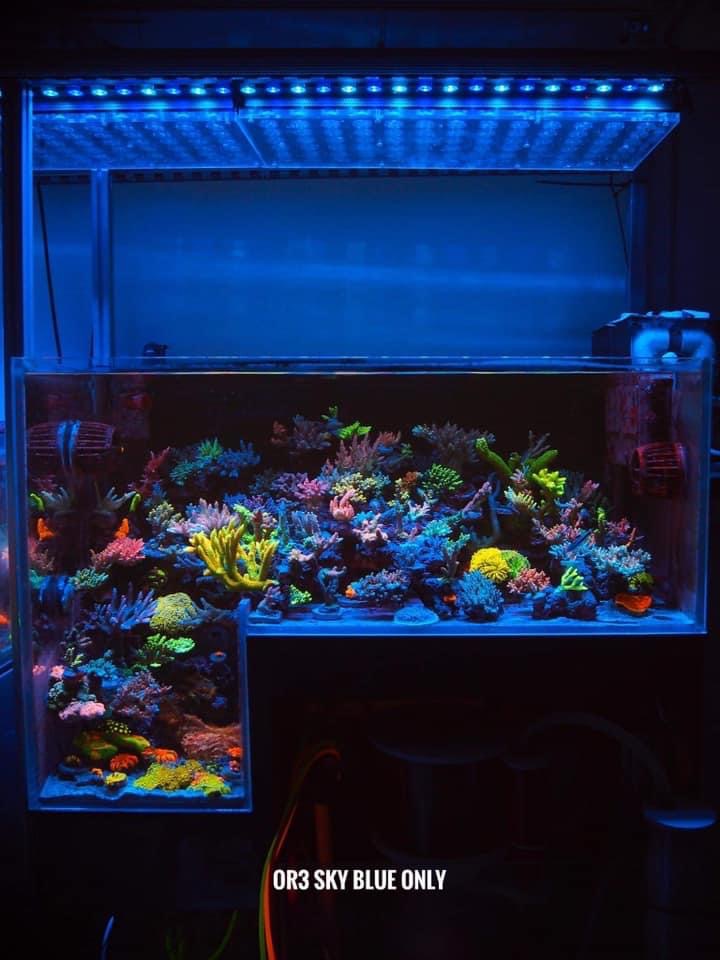 or3-sky-blue-led-bar-reef-aquarium. orXNUMX-sky-blue-led-bar-reef-حوض السمك