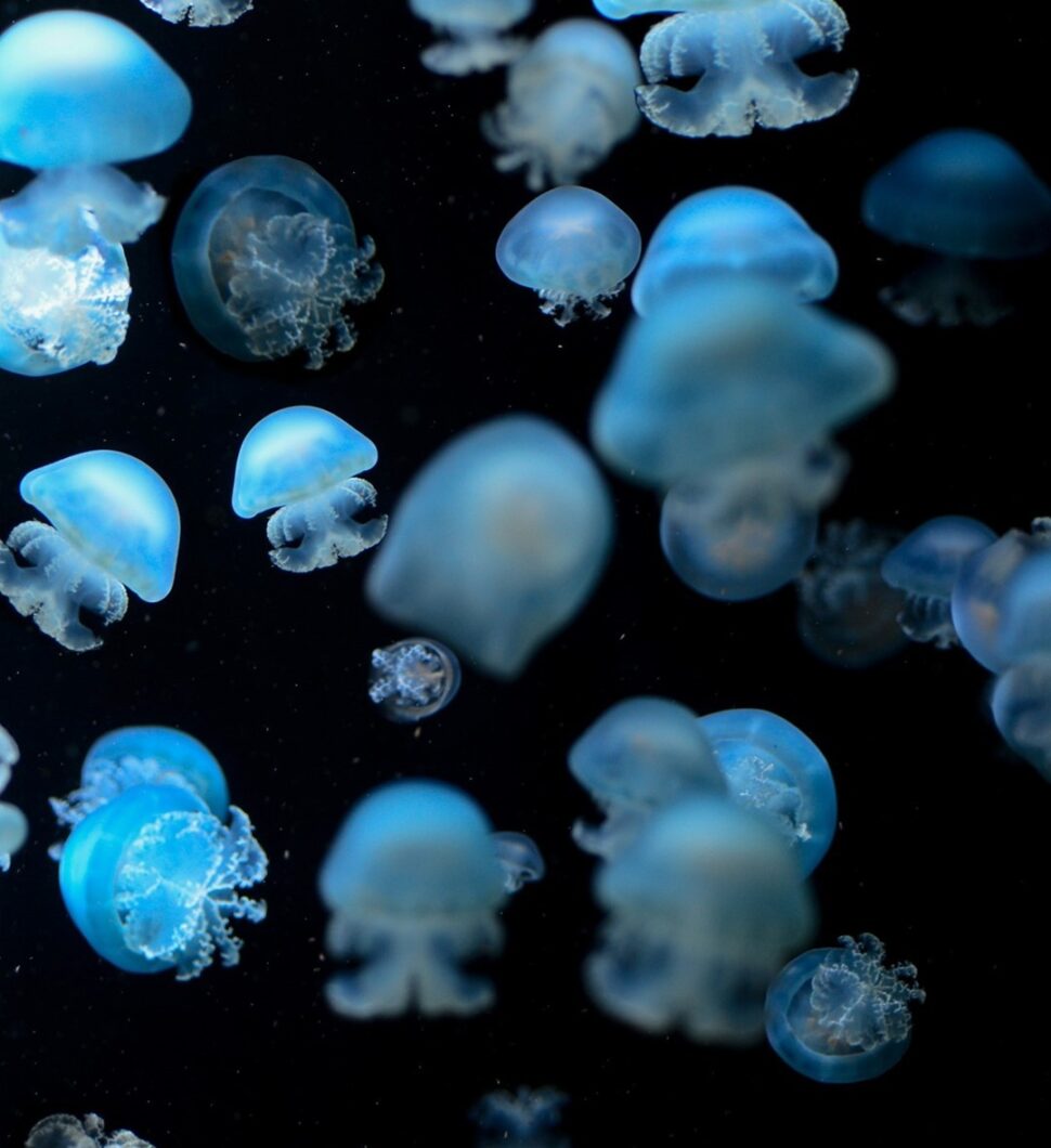 kit de lente de coral orphek para fotografía de medusas