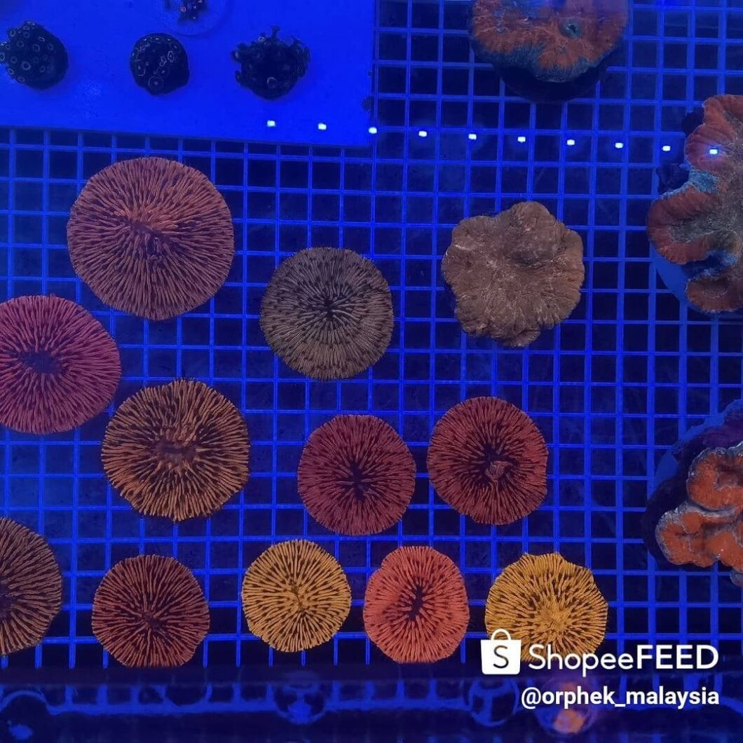 koralli orphek korallilinssin alla