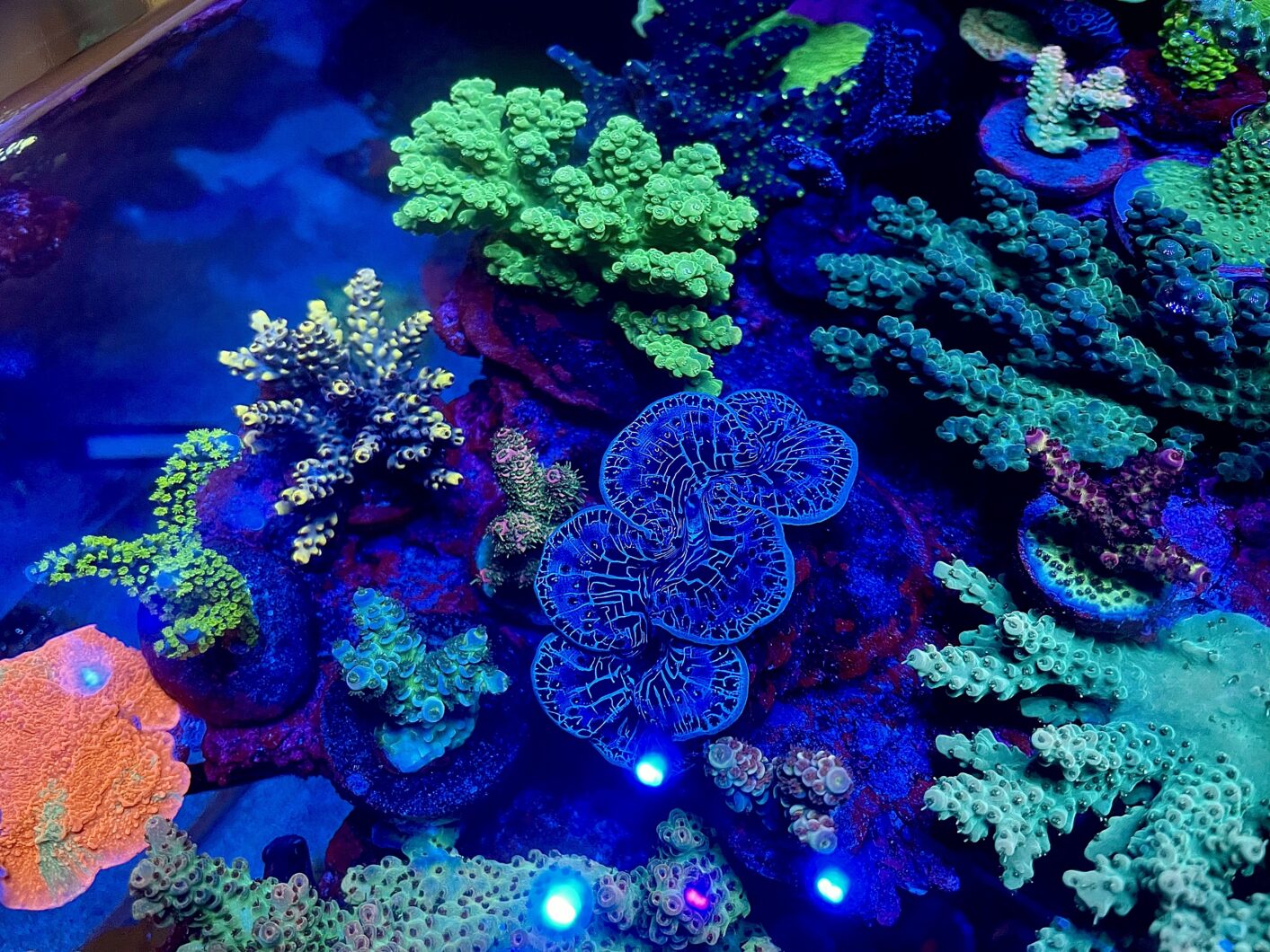 recife-aquário-mariscos-orphek-led-luz