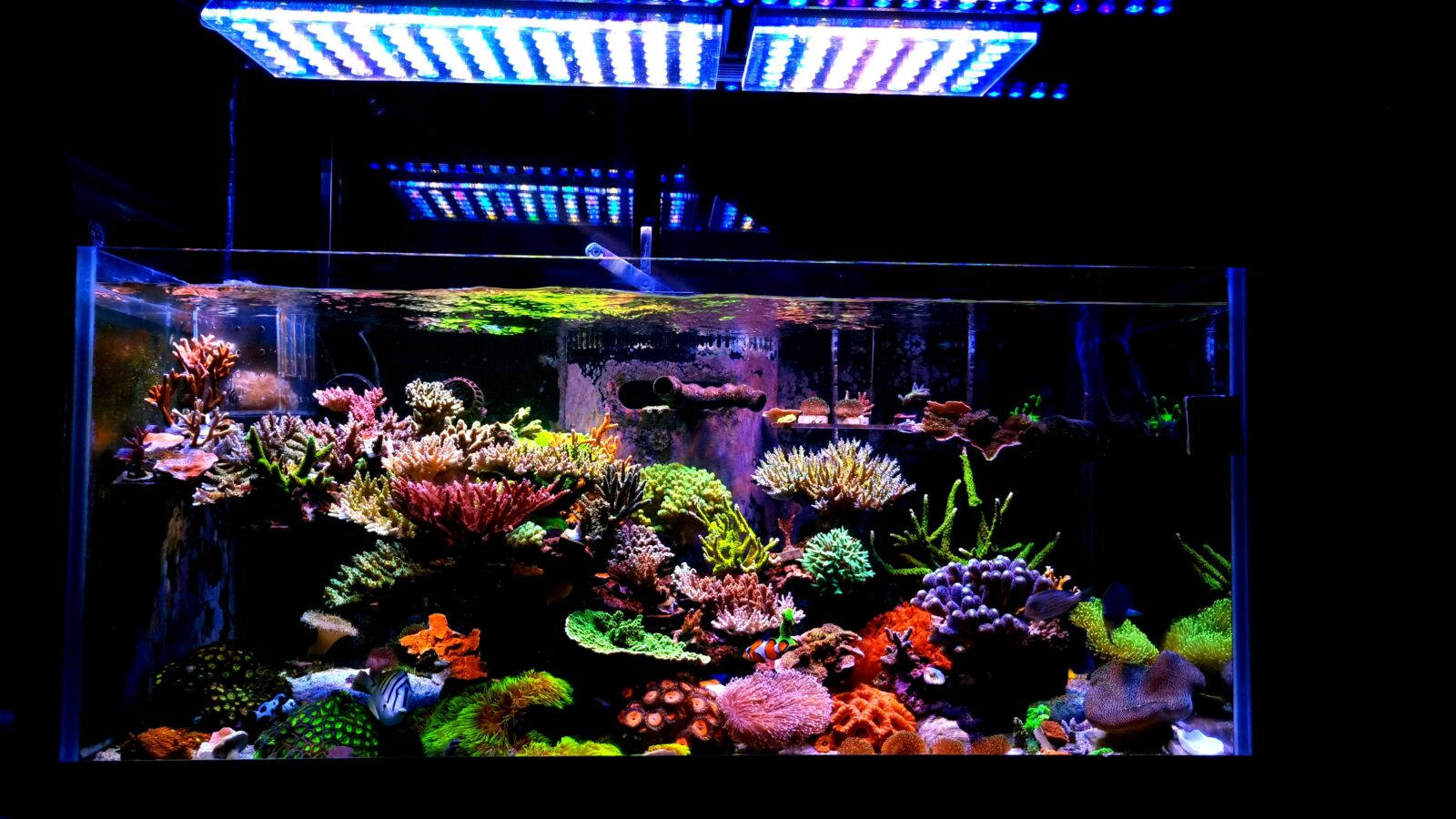 2022-paras-riutta-akvaario-LED-valo-