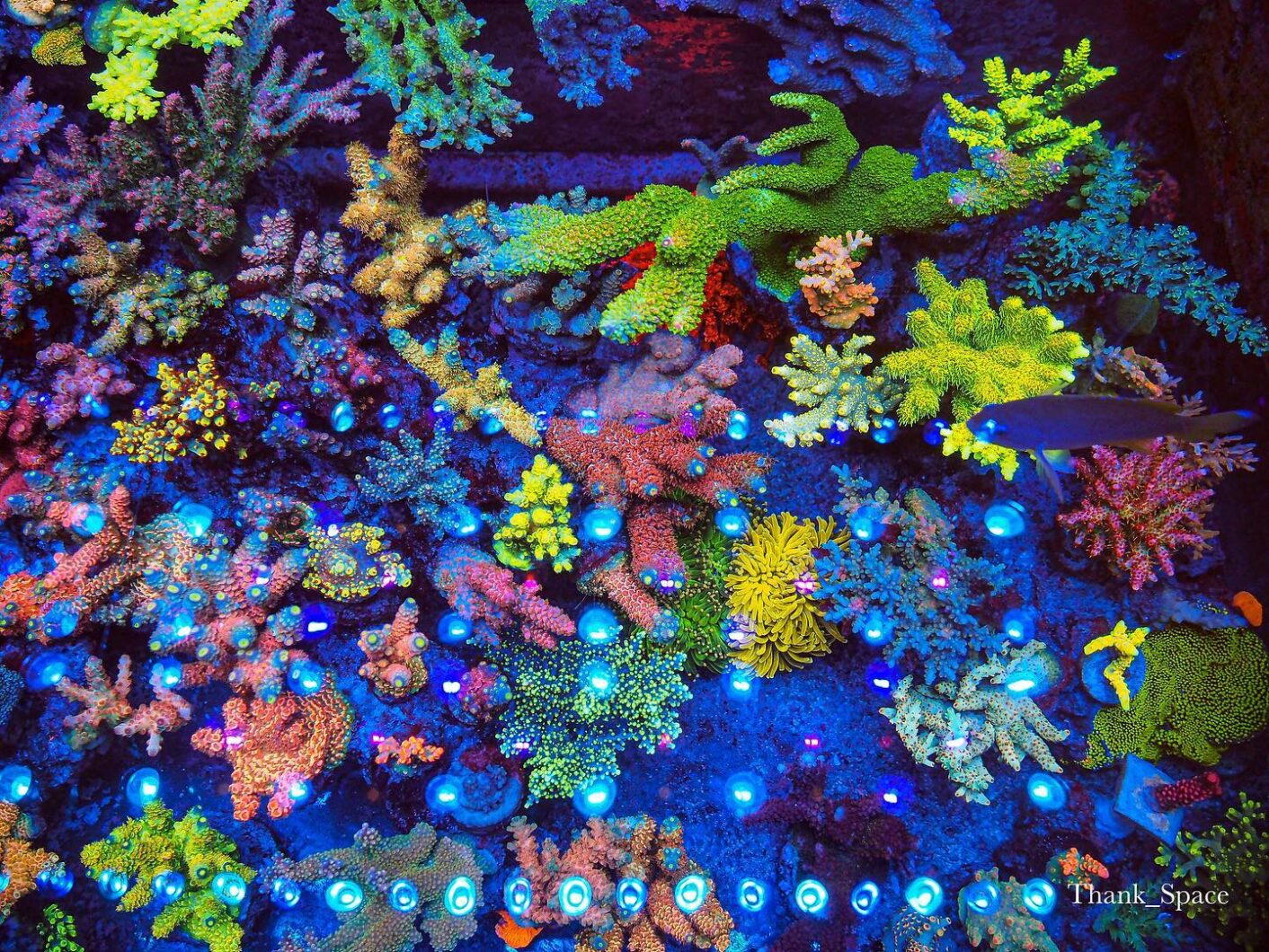 orphek atlantik icon рифовый аквариум со светодиодной подсветкой