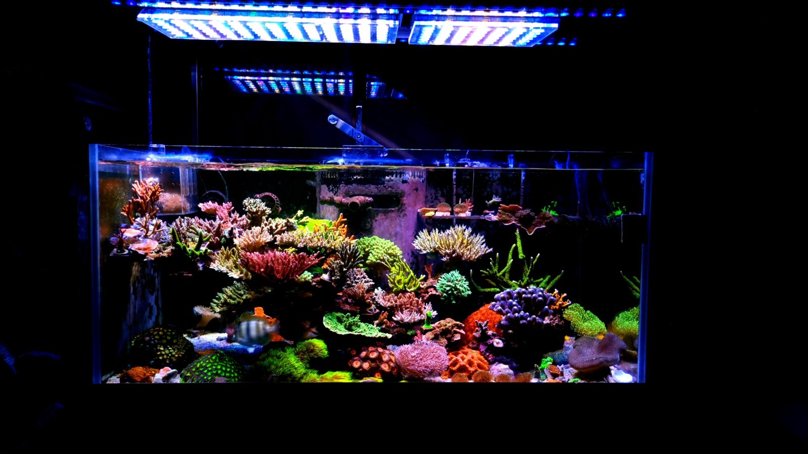 Bể san hô thống trị SPS tuyệt vời được chiếu sáng bằng đèn LED Atlantik & OR3