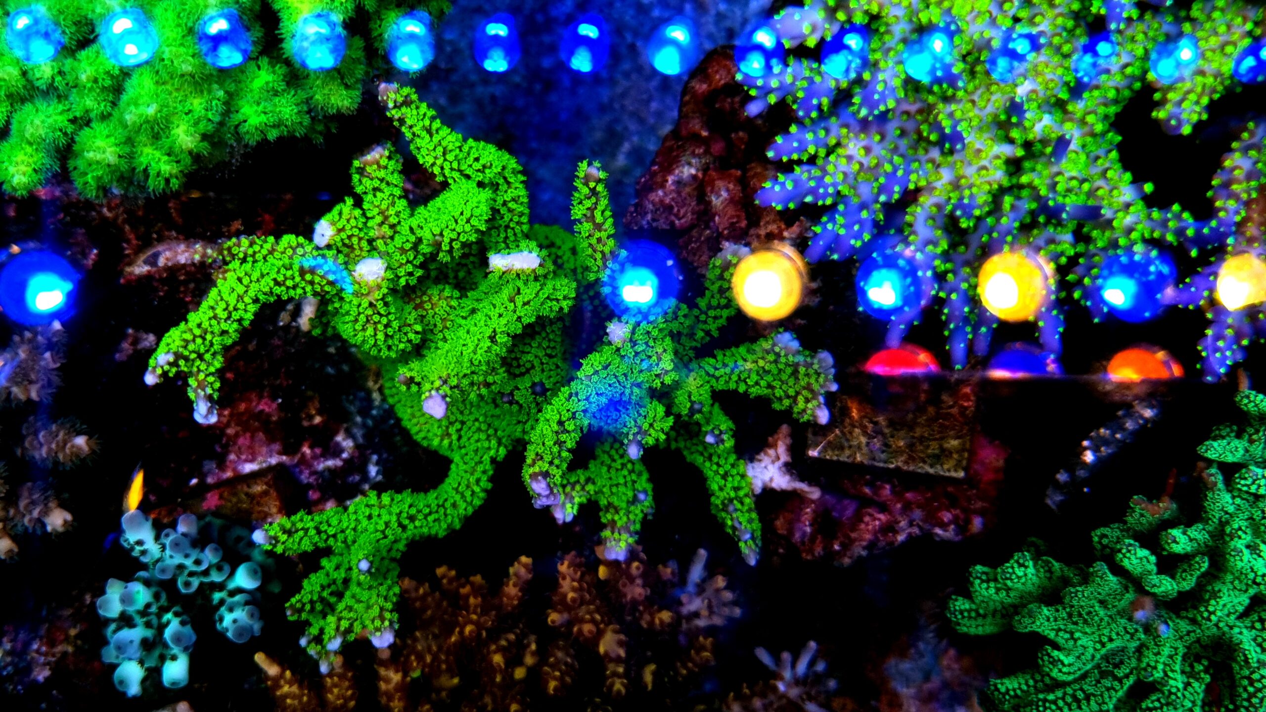 Amazing SPS dominated reef tank lighted by Atlantik &  OR3 LED