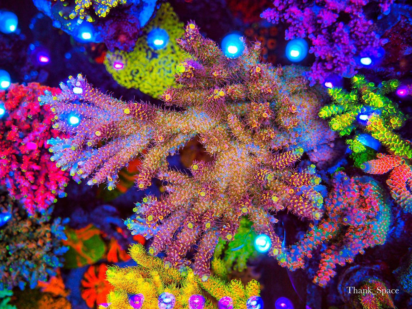 best coral color orphek led