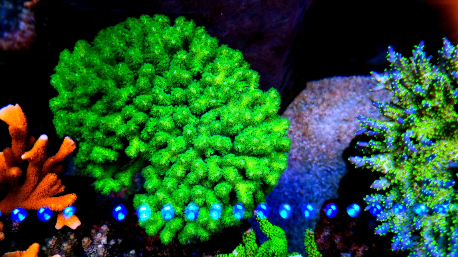 fantastisk koralfarve på revakvariet