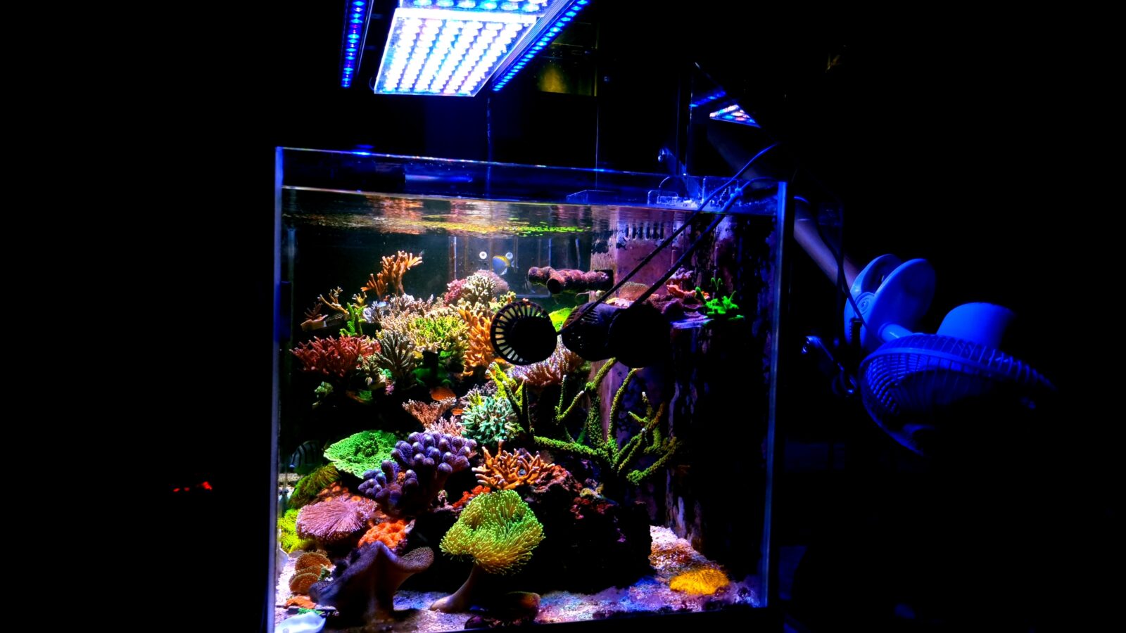 Incrível coreano colorido SPS Corals 48 x 24 polegadas tanque de recife iluminado por Orphek Atlantik V4 & Compact, OR3 120 Blue Plus & Blue Sky