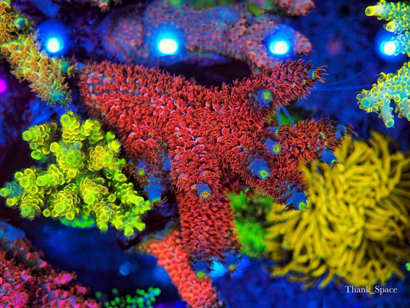 Orphek OR3 สีน้ำเงินพร้อมแถบนำปะการังแนวปะการัง