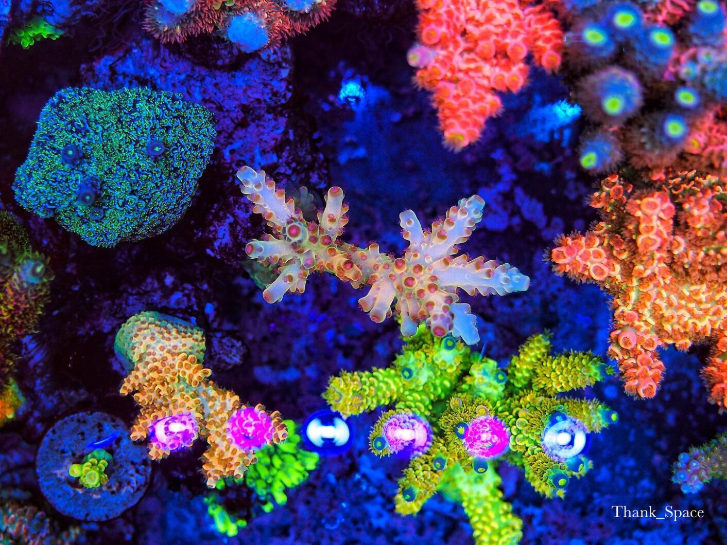 orphek koraal led-licht