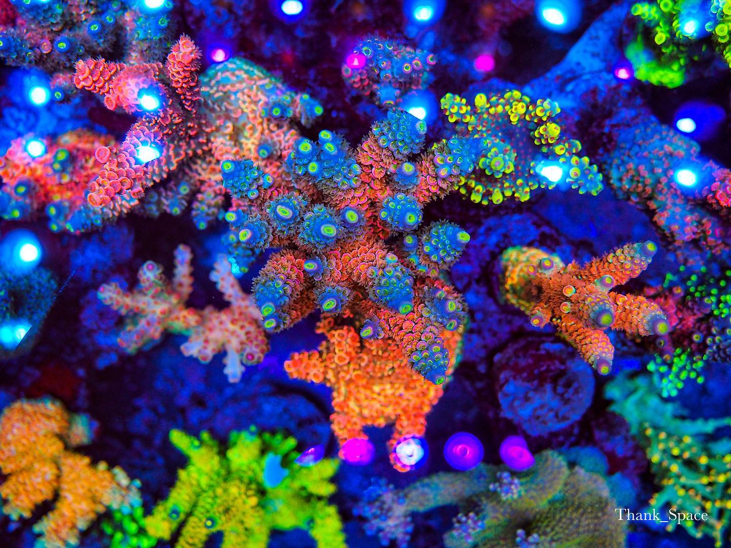 luci led color corallo get