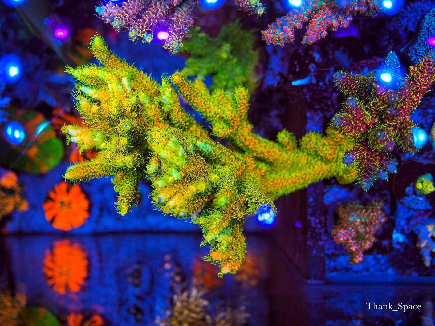 лучший рифовый аквариум кораллового цвета 2022 года