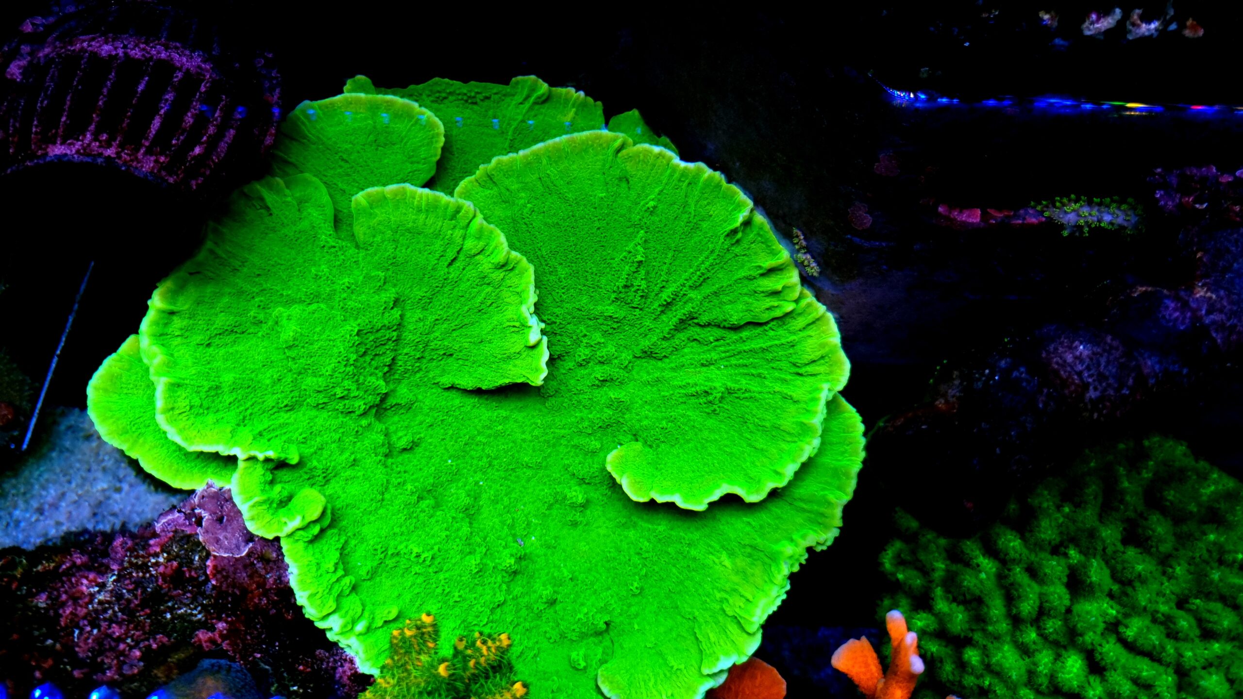 very strong green fluorescent coral orphek blue sky OR3 