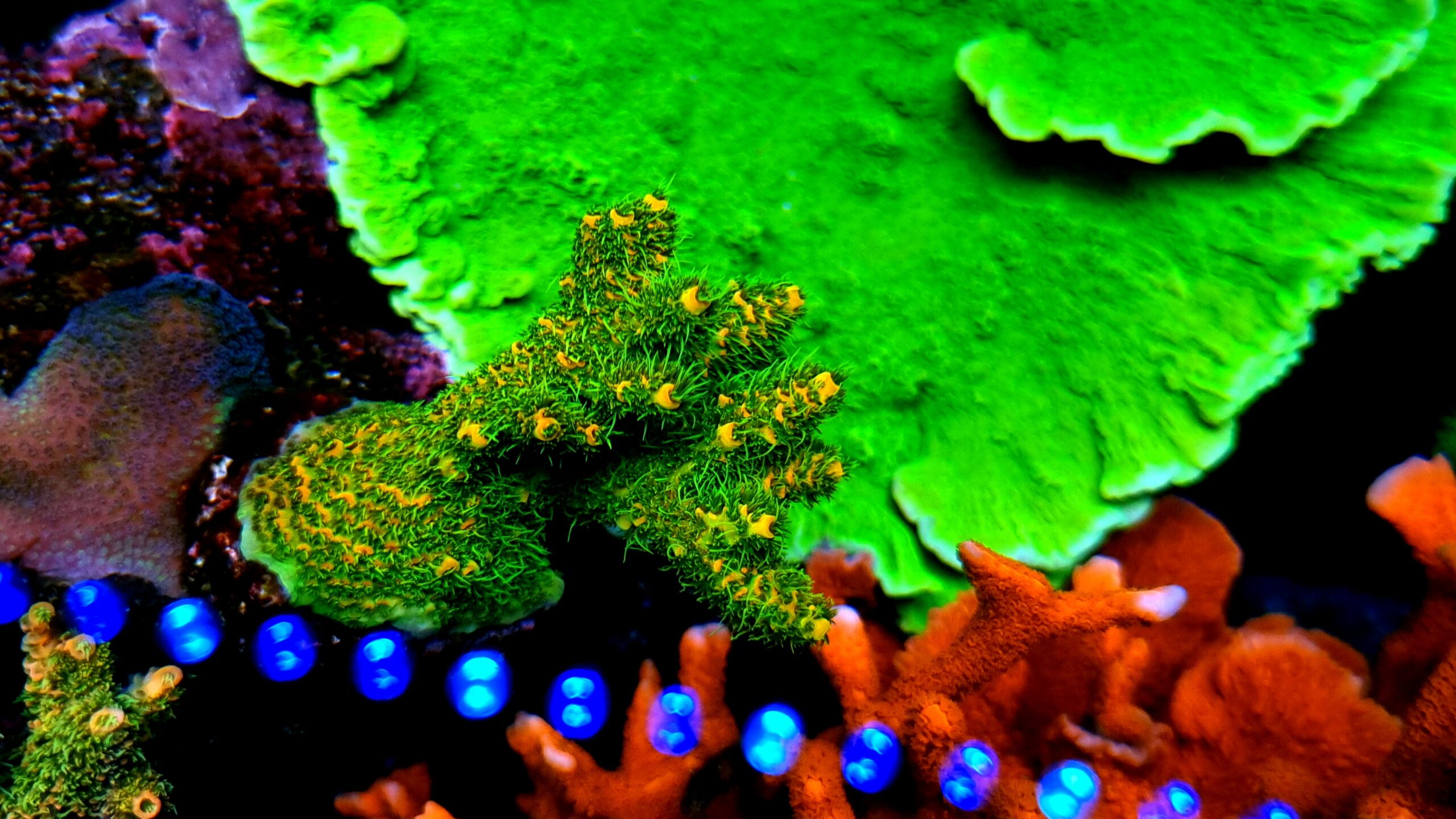 Incríveis corais coloridos coreanos SPS