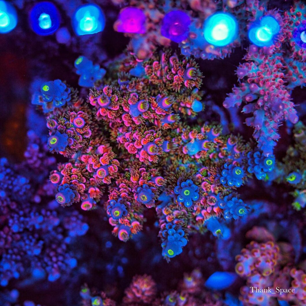tai 3 sinistä plus vaaleanpunaista korallia