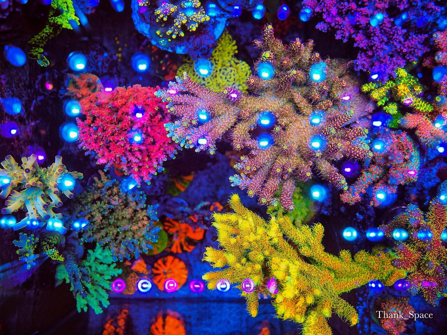 أفضل لون مرجاني led-atlantik-icon-reef-aquarium