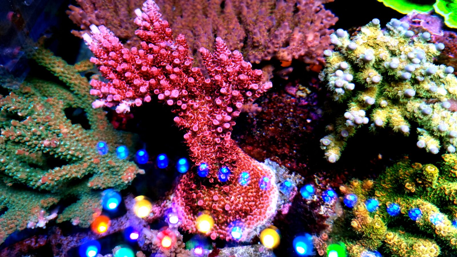 pink coral orphek LED lights reflection