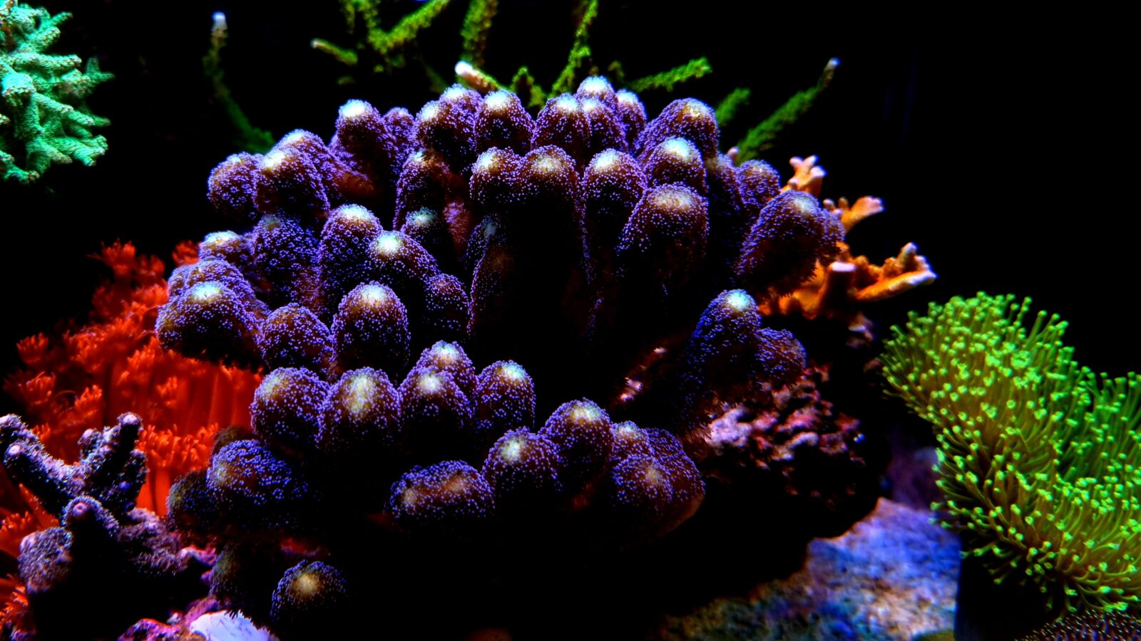 Farverige lilla SPS Corals