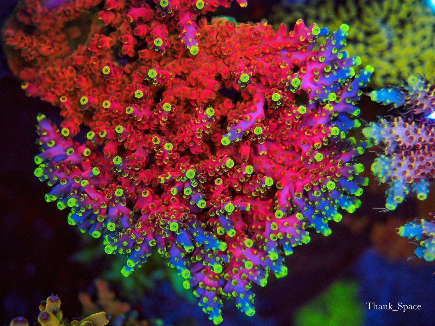 akuarium karang dipimpin karang merah muda
