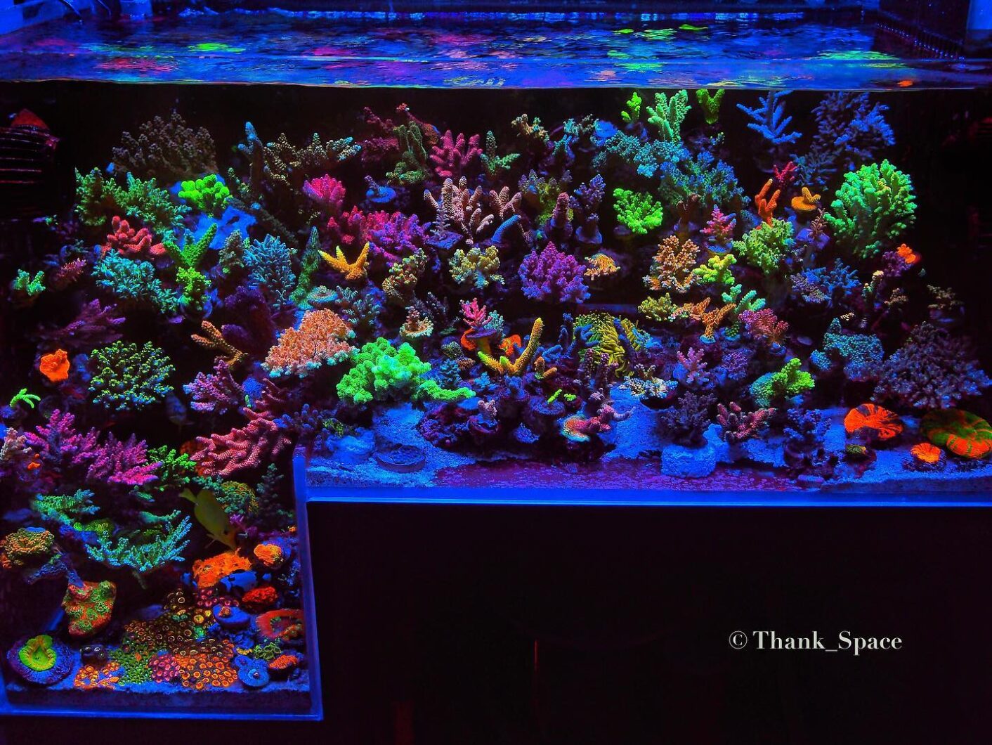 lampu led akuarium karang terbaik