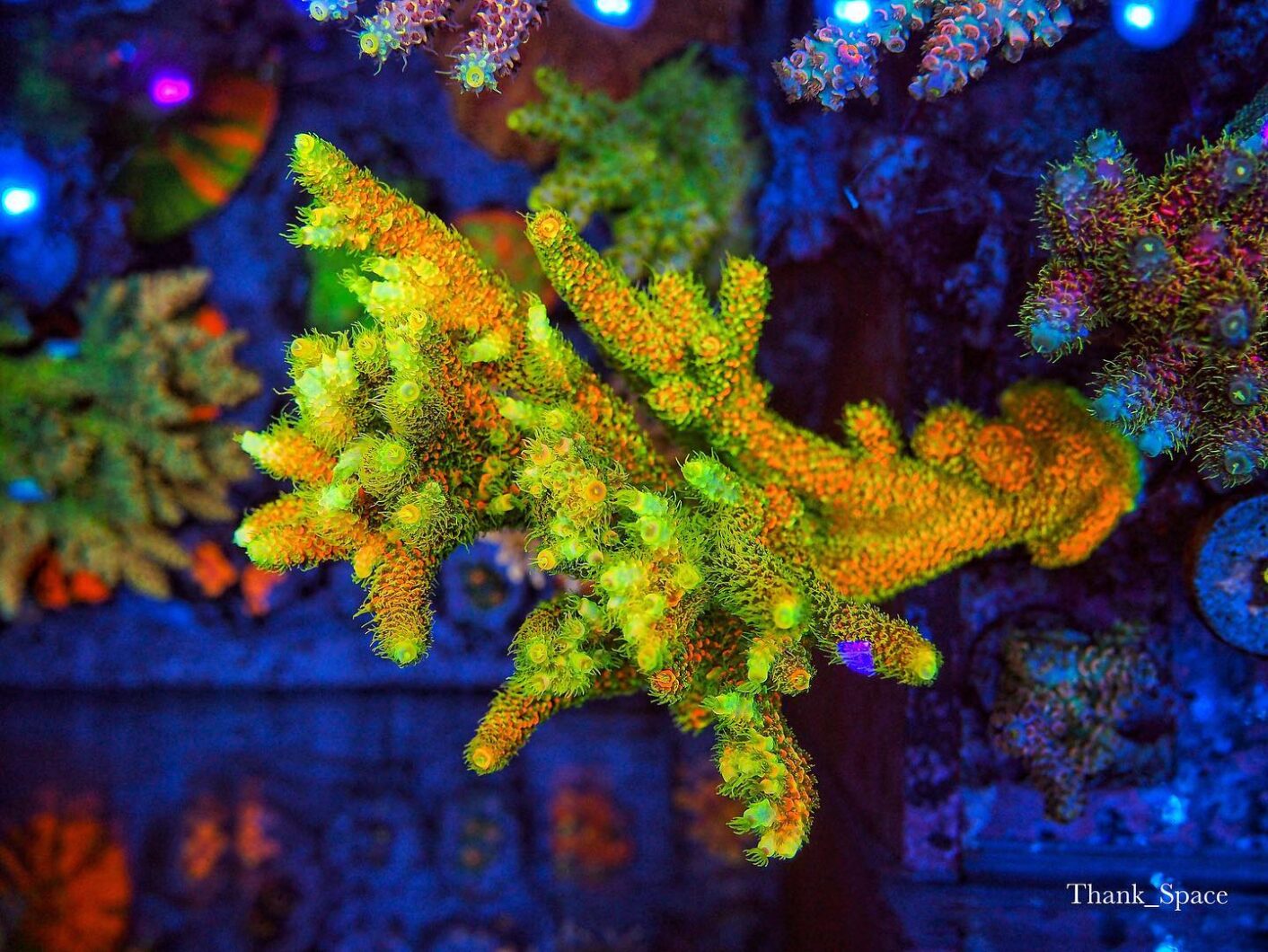 corail jaune meilleur récif aquarium led lumières