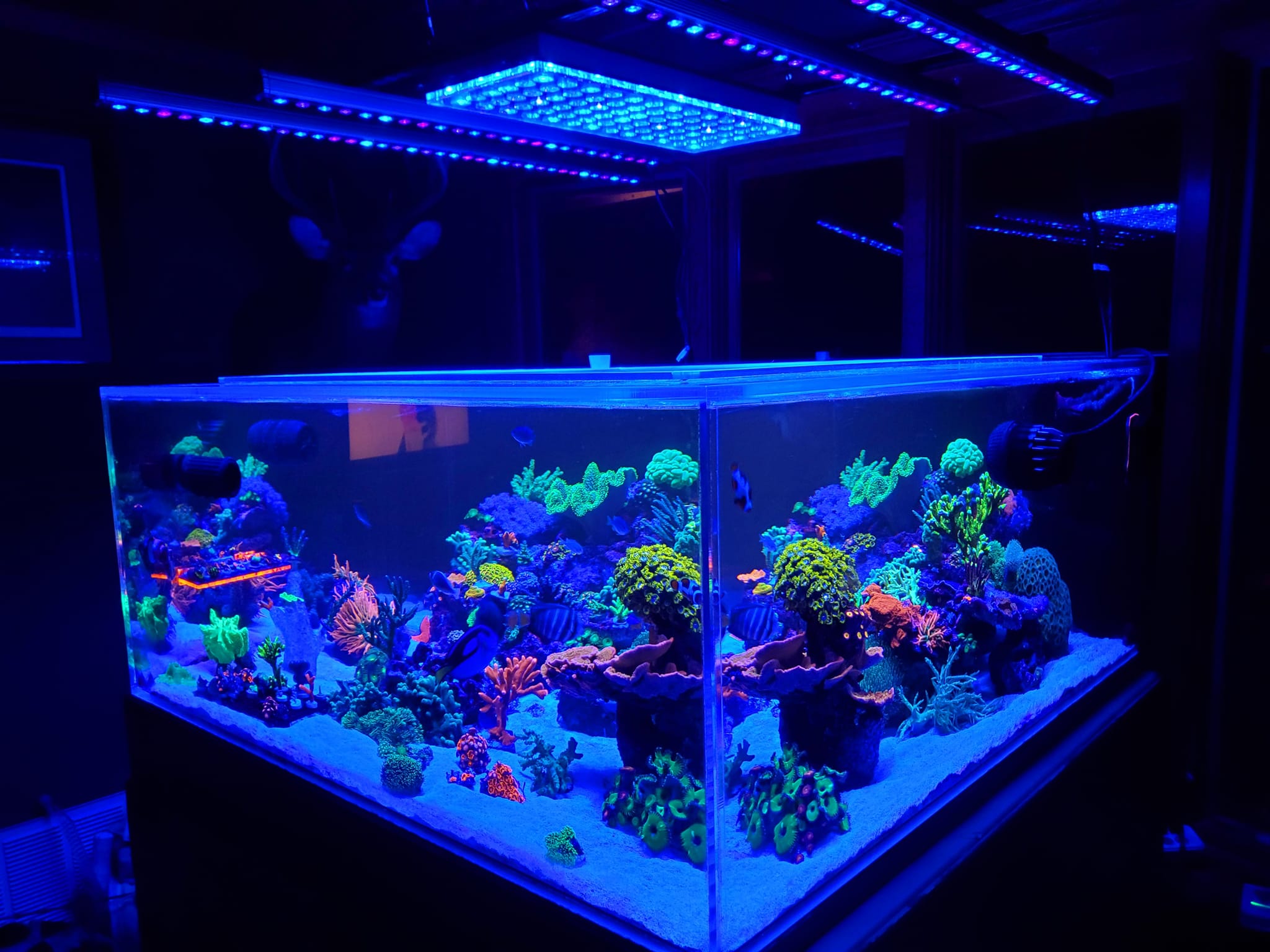 Tanque de recife de cubo de 220 galões luz led orphek