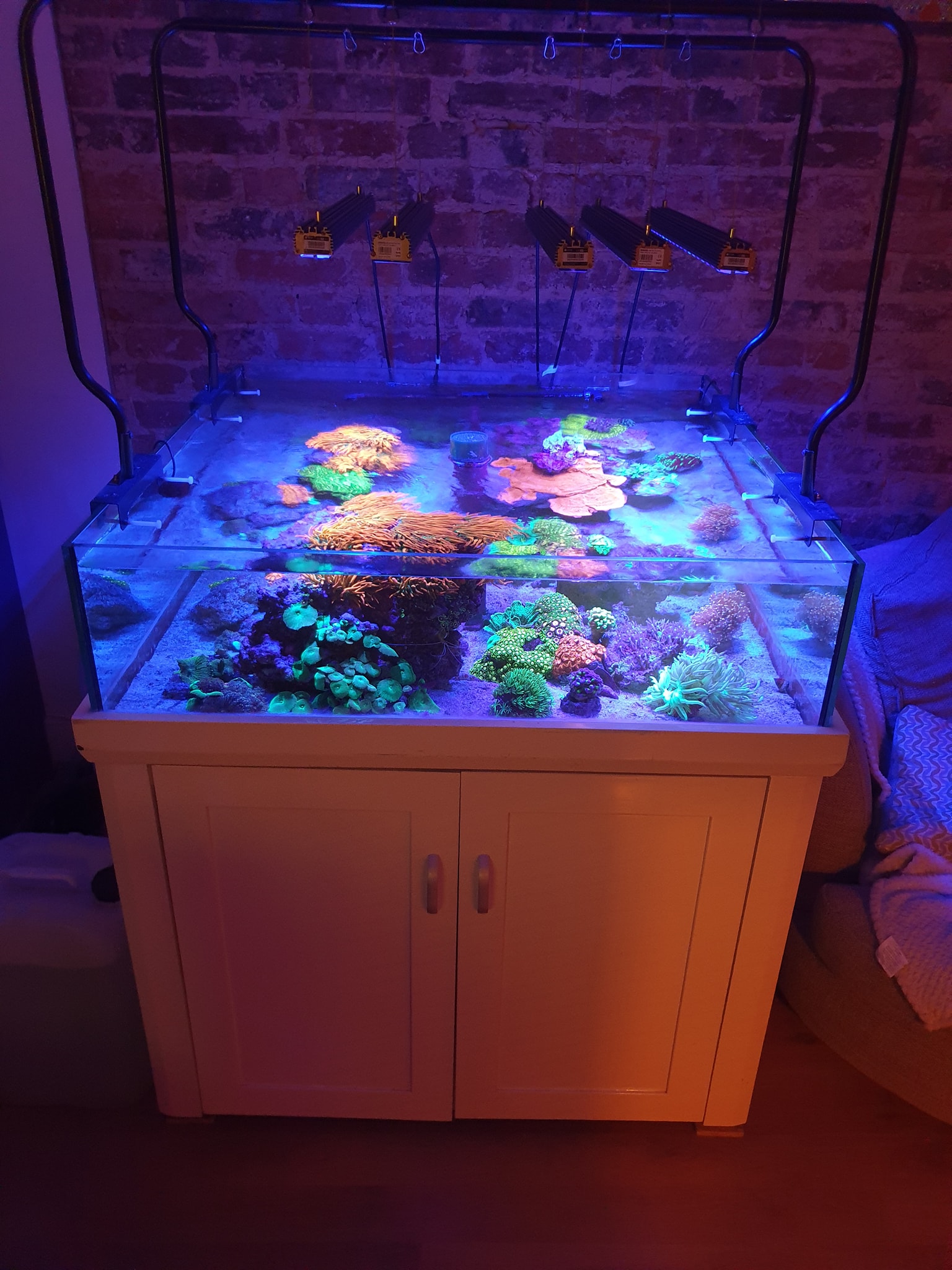 4 orphek or3 led aquário bar recife