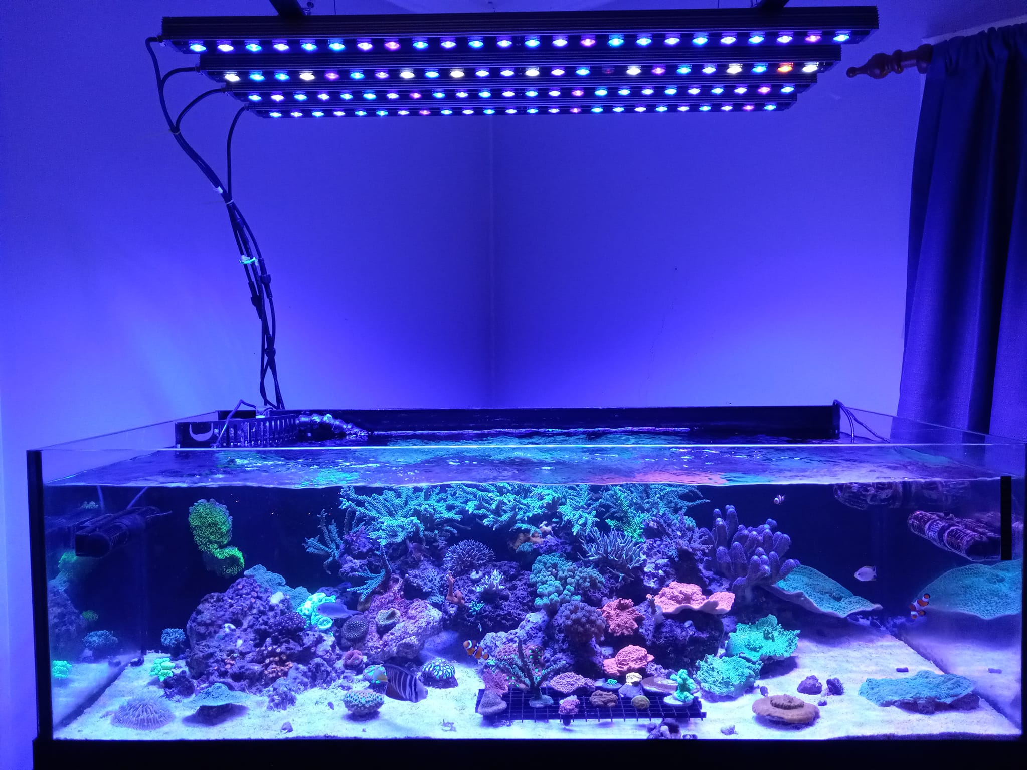 4-orphek-Or3-حوض أسماك الشعاب المرجانية-إضاءة LED-