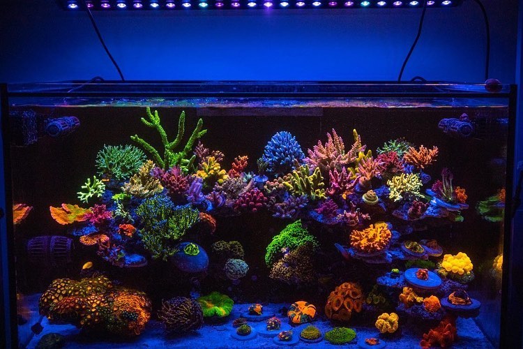 Barre LED pour aquarium Orphek OR3 120 Reef