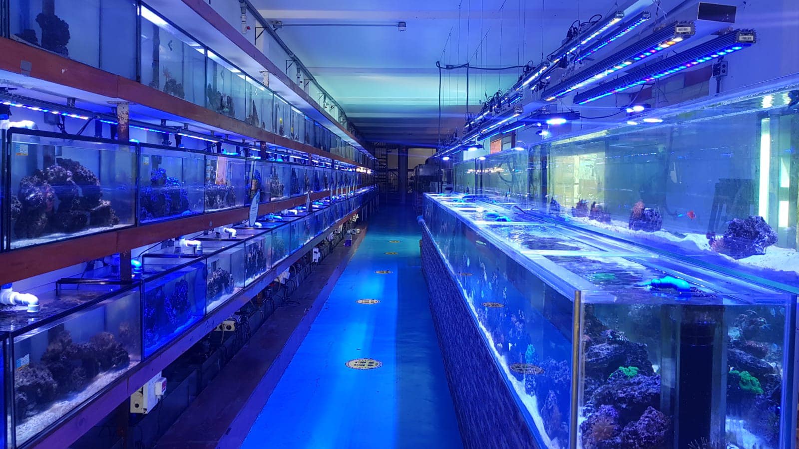חנות בפרו מוארת על ידי Orphek OR3 120 Blue Plus & Reef Day LED ברים.