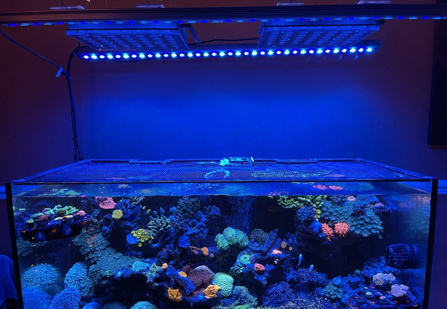 atlantik iCon 和 or3 led bar 珊瑚礁 led 灯
