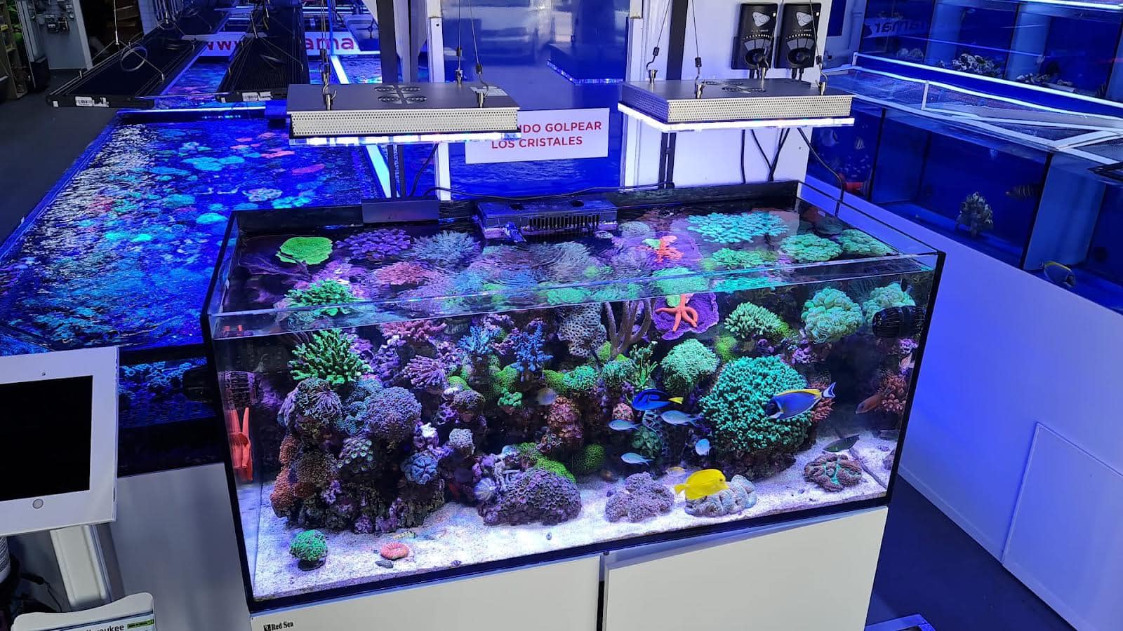 Orphek atlantik icon kompakti riutta-akvaariokauppa Espanjassa